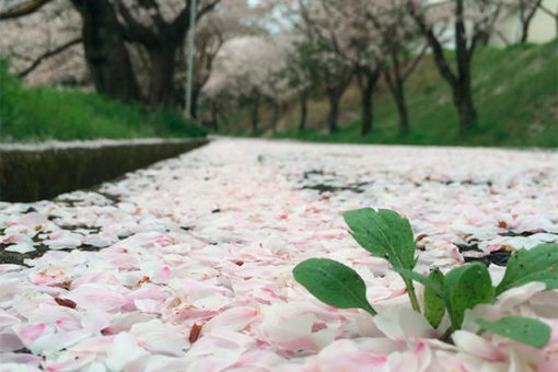 第7回「福山大学の桜」ミニフォトコンテスト！ 