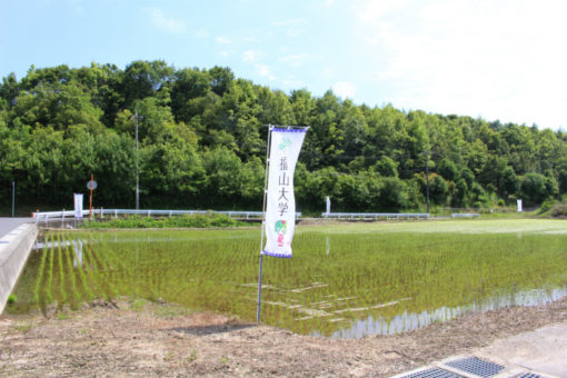 食堂で秋に提供予定！東村の「かかし米」をご紹介！