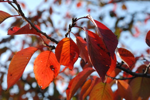 【キャンパス】今年も紅葉がきれいですね！！ 