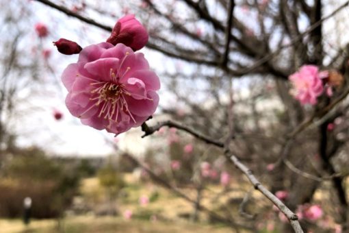 【キャンパス】季節の便り～２月の福山大学～