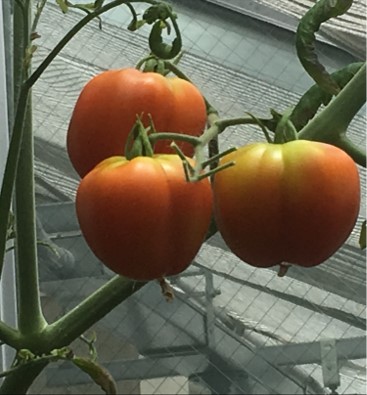 生物工学科 トマトも育つ 育て方ひとつで 福山大学