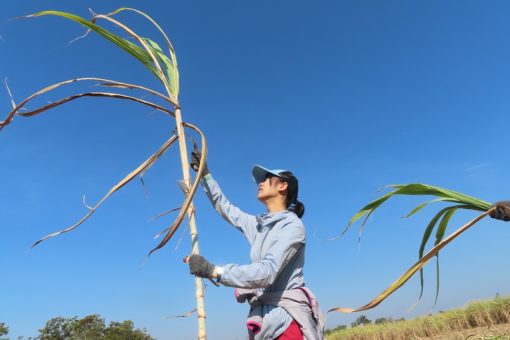 【生物工学科】ラオスの空高く