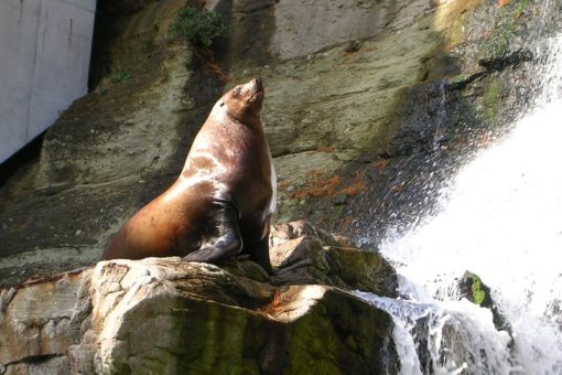 【生物工学科】アザラシ・アシカ・セイウチの進化に新知見！