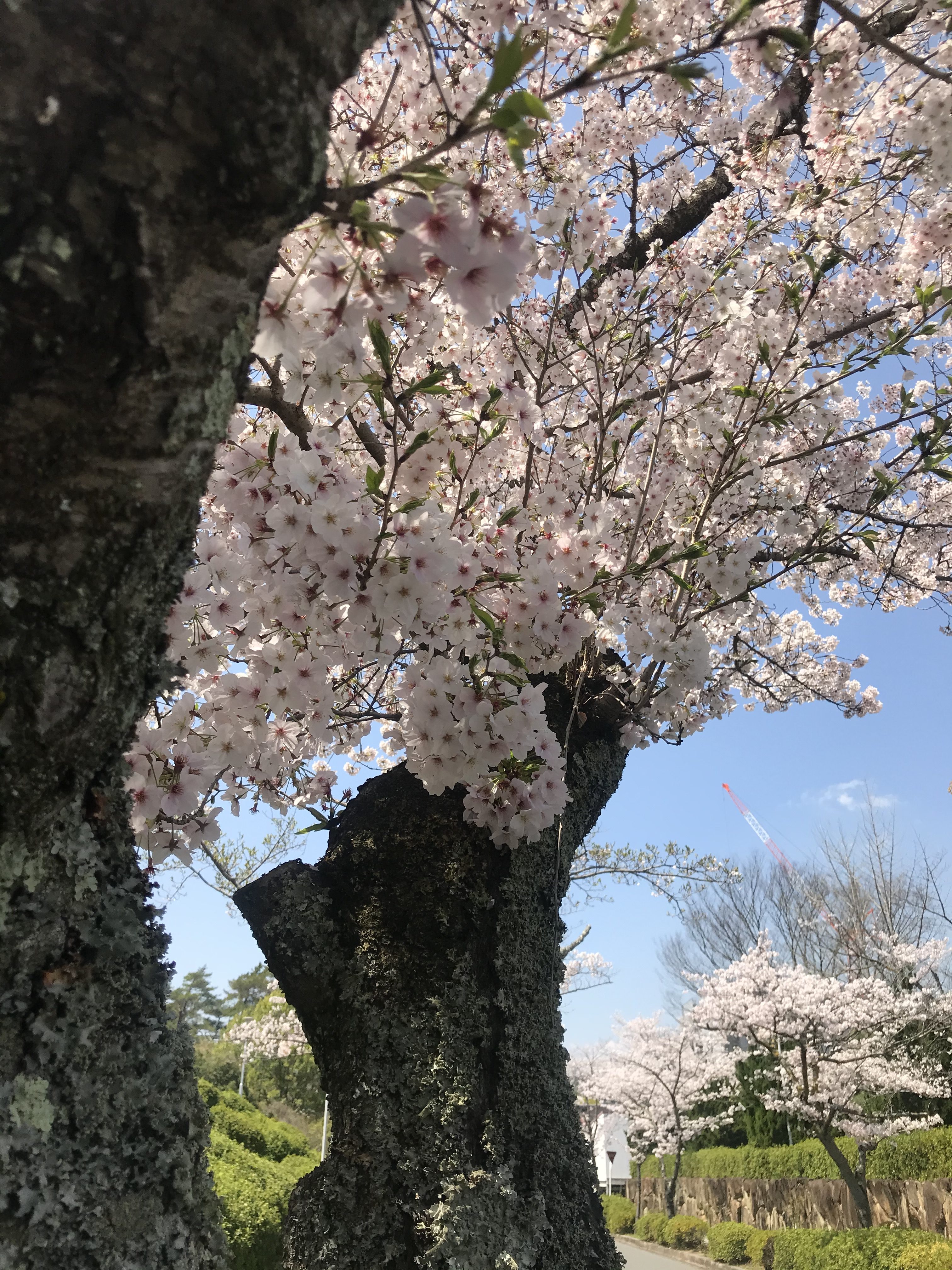 大学 新しい桜の開花 福山大学