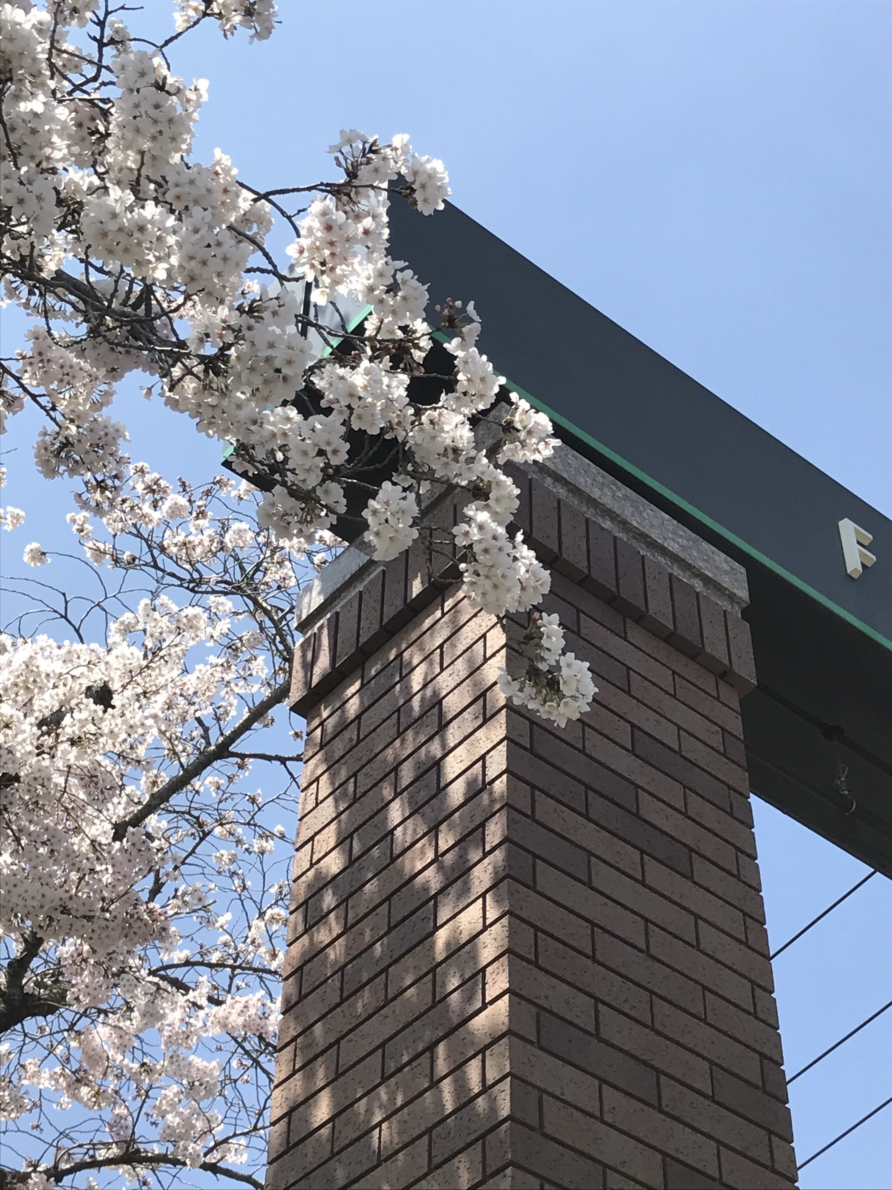 大学 新しい桜の開花 福山大学