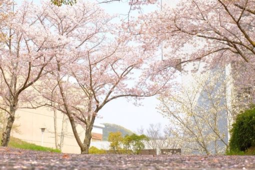 キャンパス 第９回 福山大学の桜 ミニフォトコンテスト結果発表 福山大学