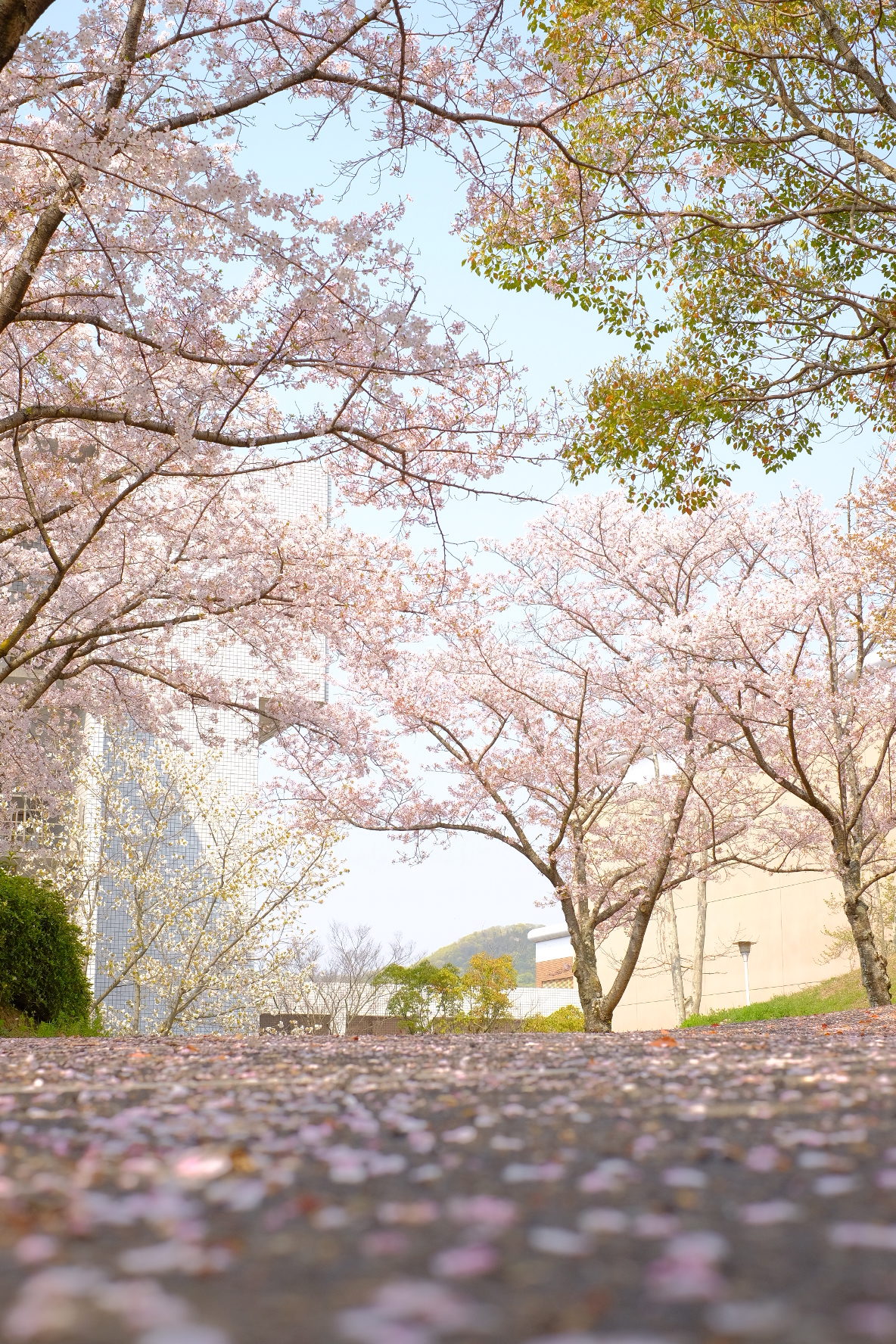 キャンパス 第９回 福山大学の桜 ミニフォトコンテスト結果発表 福山大学