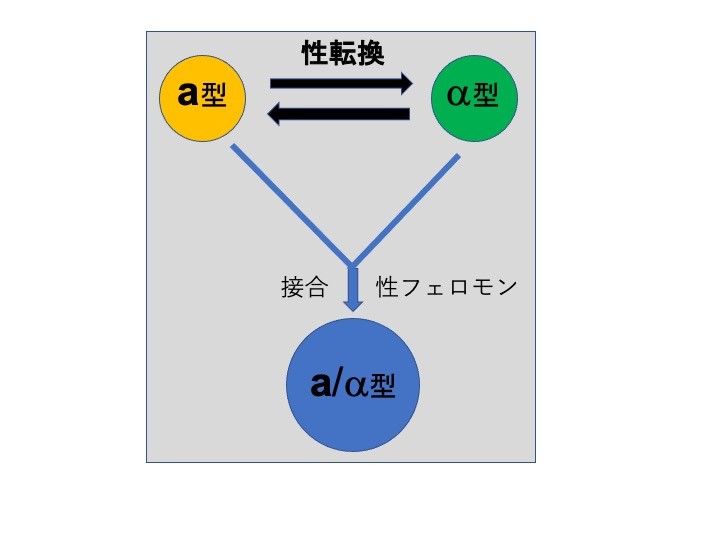 プレスリリース 日本産の酵母に未知の性転換遺伝子を世界で初めて発見 福山大学