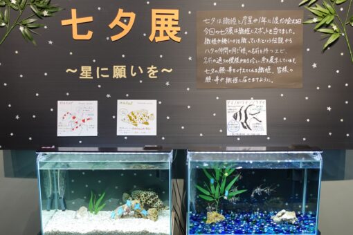 【海洋生物科学科】水族館・夏の特別企画「七夕展～星に願いを～」♬ 
