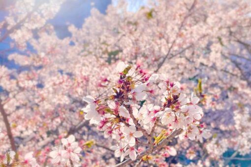 【キャンパス】第１１回「福山大学の桜」ミニフォトコンテストの結果発表！