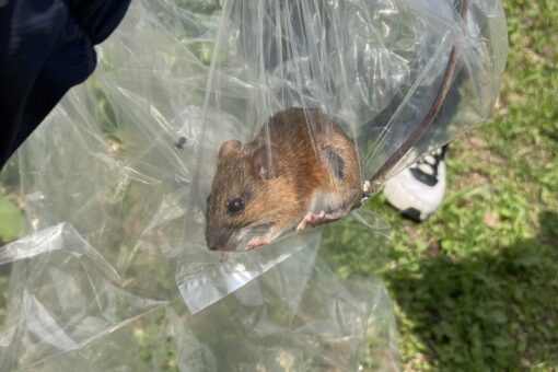 【生物工学科】島々に住む野ネズミが語る瀬戸内海成立史 