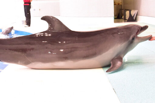 【海洋生物科学科】水族館でイルカの調査を実施！ 