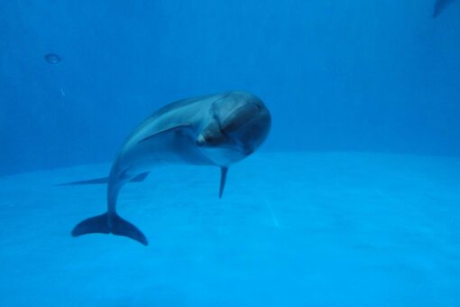 【海洋生物科学科】サイエンス・トーク “Blue in Green” 第2弾「水族館で調べるイルカの “こころ”」（山本講師） 