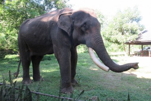 【生物工学科】秦野教授のラオス通信#8　ルアンパバーンで象を見る 
