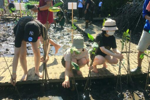 【国際経済学科】マングローブの植樹ボランティア