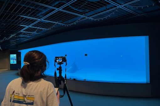 【海洋生物科学科】水族館でイルカ研究その2〜イルカの認知実験〜 
