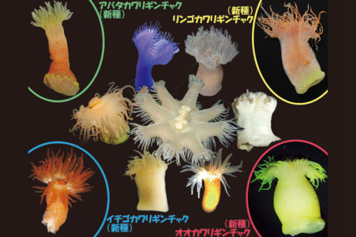 【海洋生物科学科】日本人初の快挙！イソギンチャクに“科”を設立！ 