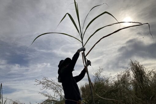 【生物科学科（生物工学科から令和6年4月名称変更）】ラオス海外研修報告②ラム酒づくりを学ぶ