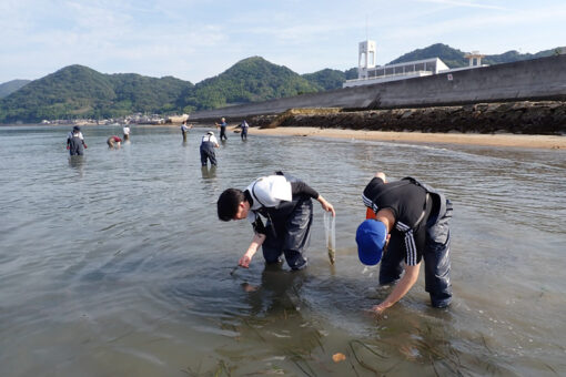 【海洋生物科学科】因島のアマモ場ブルーカーボン研究　種まき実験を実施！