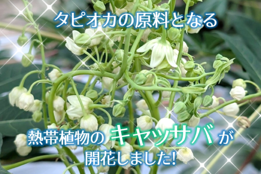 【健康栄養科学科】健康料理教室を開催します！
