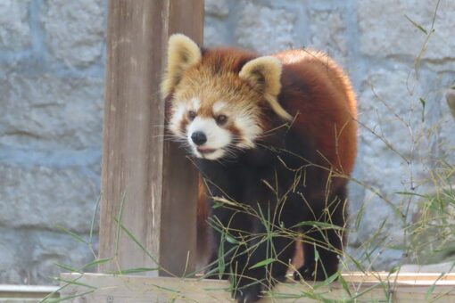 【生物科学科】著書出版：小さなパンダ～レッサーパンダの謎～ 