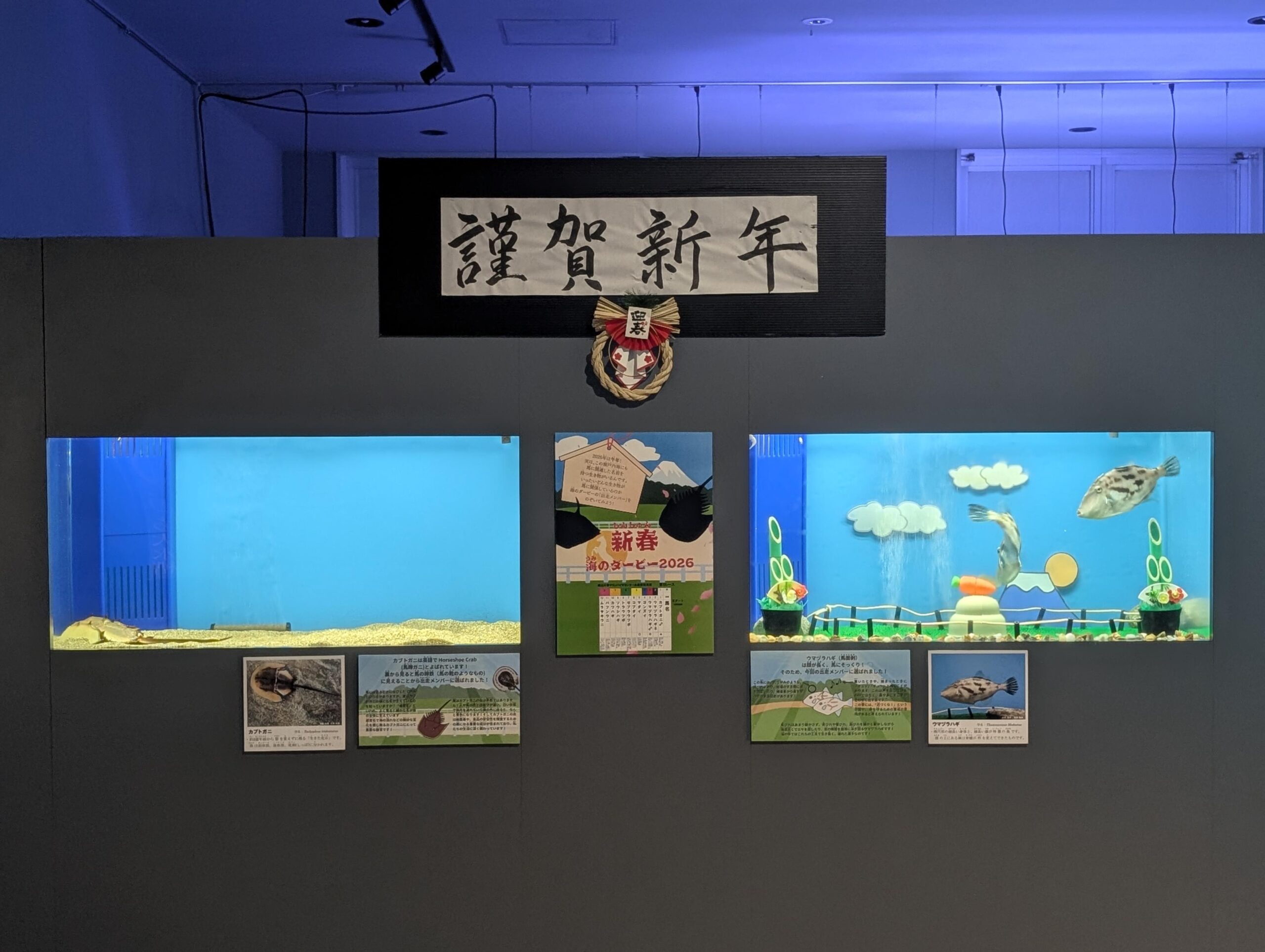 福山大学 | 【海洋生物科学科】マリンバイオセンター水族館が恒例の 