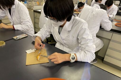 アクアリウム科学実習（２）「魚病診断学実習・組織切片の作成と観察」 