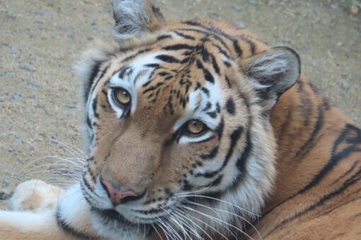 【生物科学科】動物園実習、始動！ 