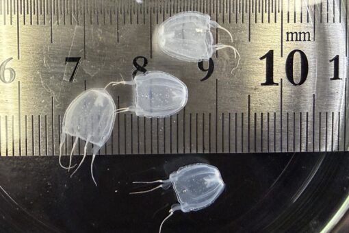 【海洋生物科学科】マリンバイオセンター水族館のフクロクジュクラゲのいま 