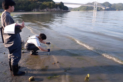 【海洋生物科学科】アマモ再生研究進行中！ 